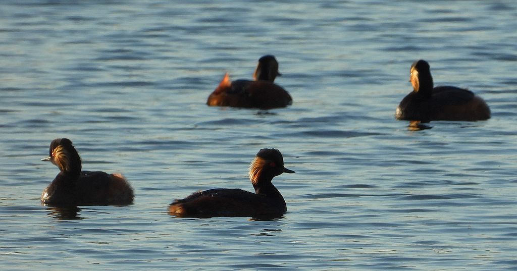 Zausznik, perkoz zausznik (Podiceps nigricollis)