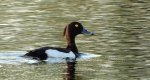 Czernica, kaczka czernica, kaczka czubata, kaczka czarnoczuba (Aythya fuligula)