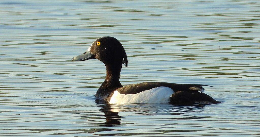 Czernica, kaczka czernica, kaczka czubata, kaczka czarnoczuba (Aythya fuligula)