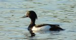 Czernica, kaczka czernica, kaczka czubata, kaczka czarnoczuba (Aythya fuligula)