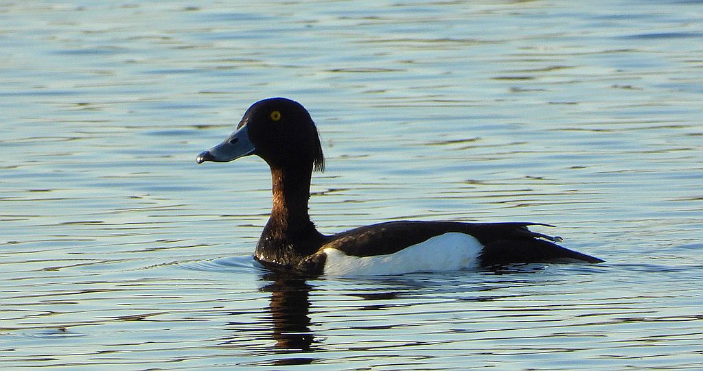 Czernica, kaczka czernica, kaczka czubata, kaczka czarnoczuba (Aythya fuligula)