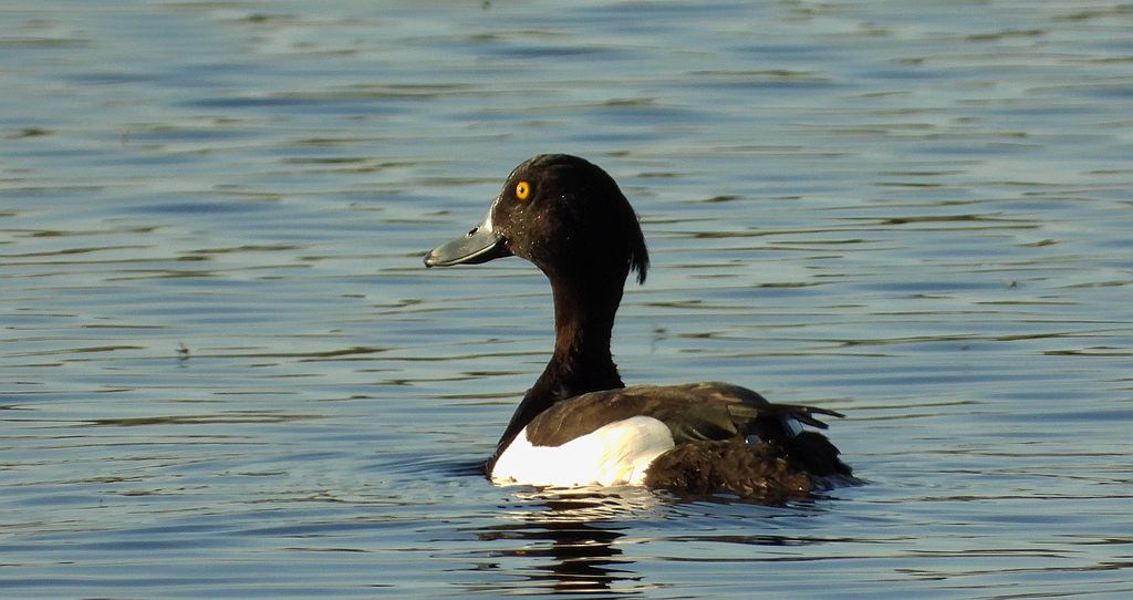 Czernica, kaczka czernica, kaczka czubata, kaczka czarnoczuba (Aythya fuligula)