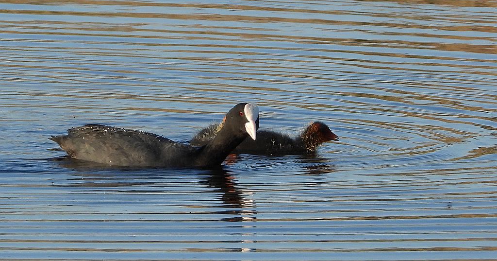 Łyska zwyczajna, łyska (Fulica atra)