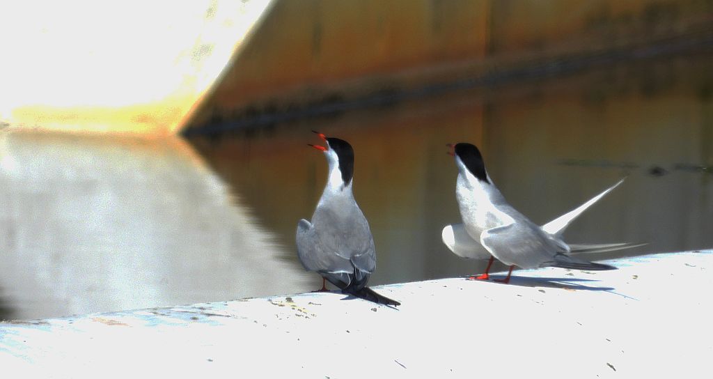 Rybitwa rzeczna, rybitwa zwyczajna (Sterna hirundo)
