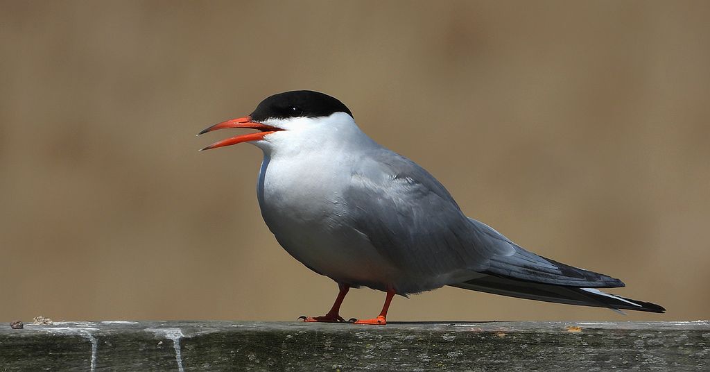 Rybitwa rzeczna, rybitwa zwyczajna (Sterna hirundo)