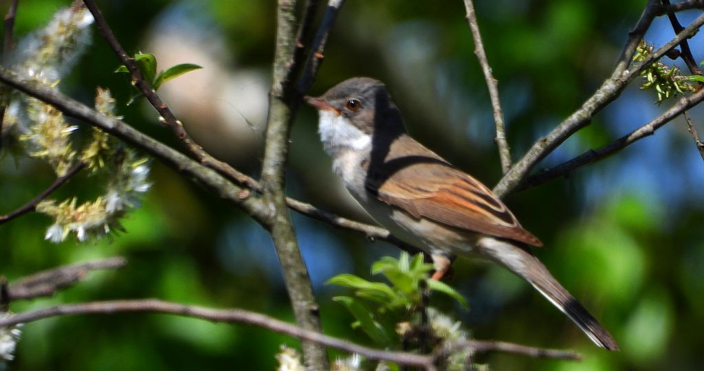 Cierniówka, pokrzewka cierniówka (Curruca communis)