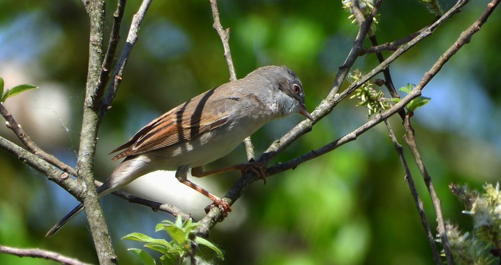 Cierniówka, pokrzewka cierniówka (Curruca communis)
