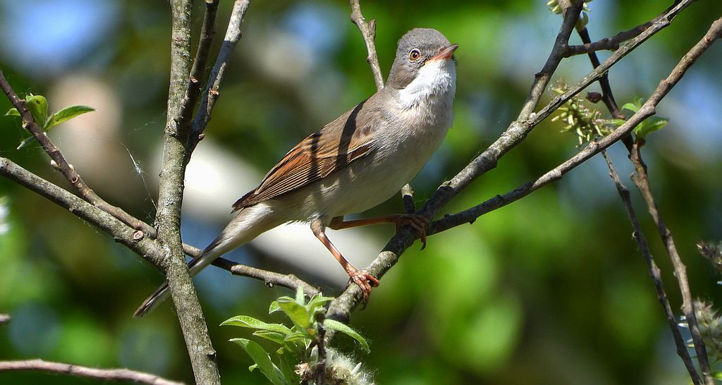 Cierniówka, pokrzewka cierniówka (Curruca communis)
