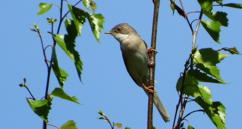 Cierniówka, pokrzewka cierniówka (Curruca communis)