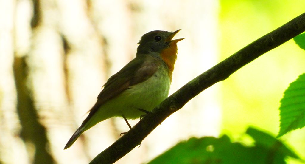 Muchołówka mała (Ficedula parva)