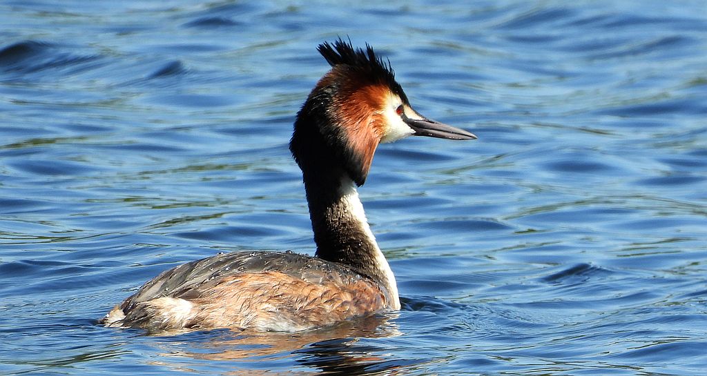Perkoz dwuczuby (Podiceps cristatus)