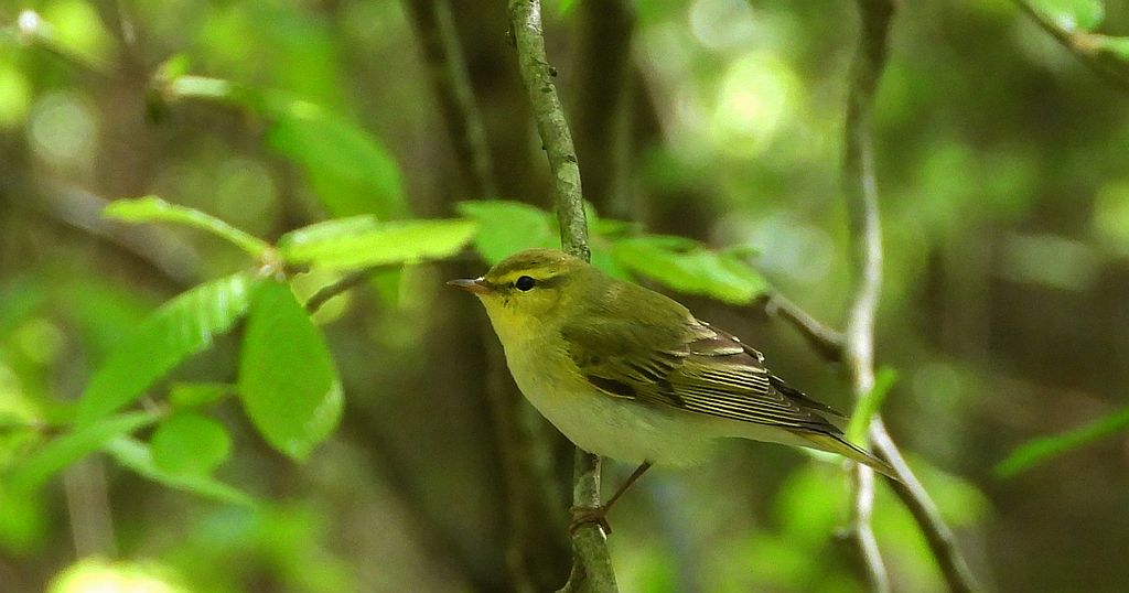 Świstunka leśna (Rhadina sibilatrix)