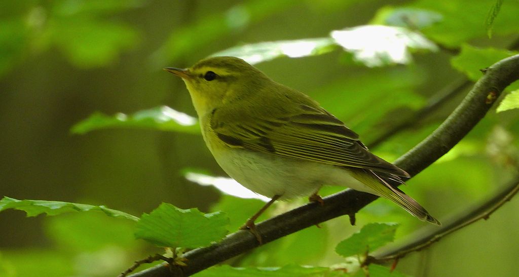 Świstunka leśna (Rhadina sibilatrix)