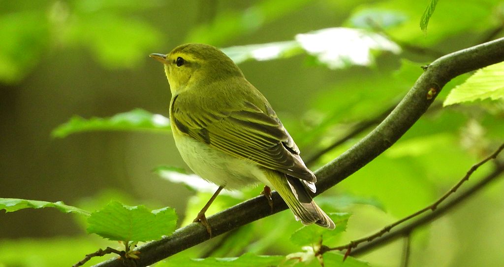 Świstunka leśna (Rhadina sibilatrix)