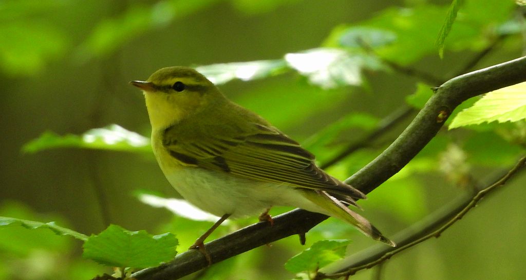 Świstunka leśna (Rhadina sibilatrix)