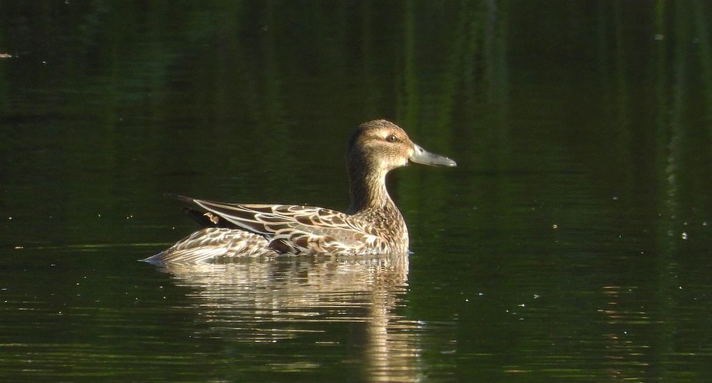 Cyranka zwyczajna, cyranka (Spatula querquedula)