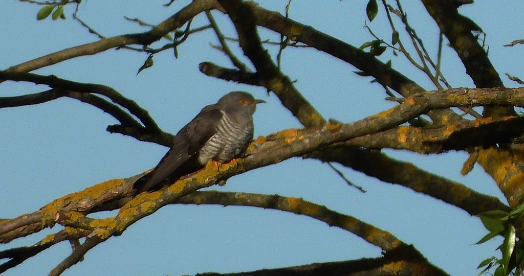 Kukułka zwyczajna, kukułka, kukułka pospolita, gżegżółka, zazula (Cuculus canorus)