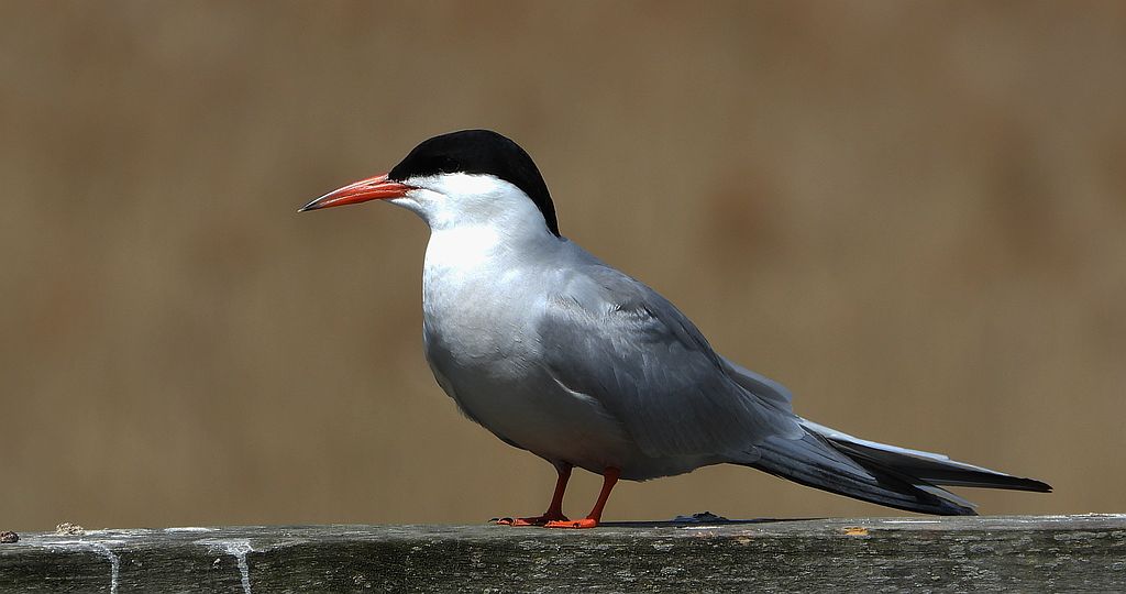 Rybitwa rzeczna, rybitwa zwyczajna (Sterna hirundo)