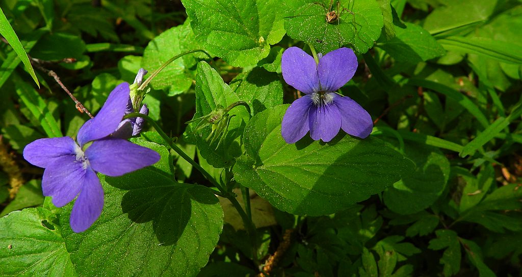 Fiołek leśny (Viola reichenbachiana)