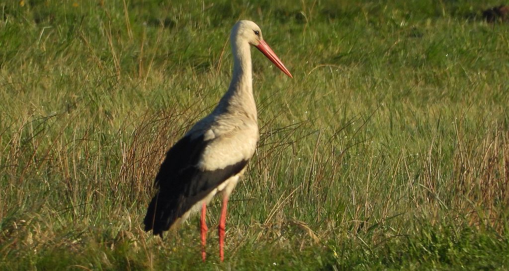 Bocian biały (Ciconia ciconia)