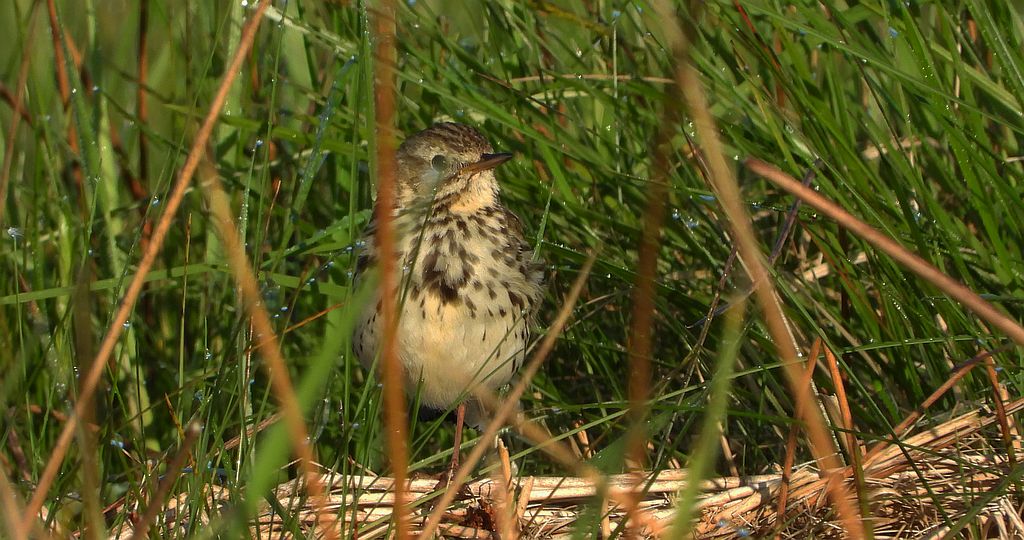 Świergotek łąkowy (Anthus pratensis)