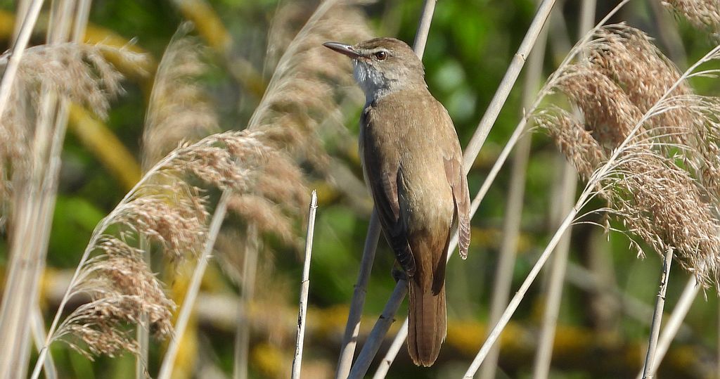Trzciniak zwyczajny, trzciniak, trzciniak drozdówka (Acrocephalus arundinaceus)