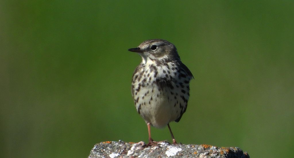 Świergotek łąkowy (Anthus pratensis)