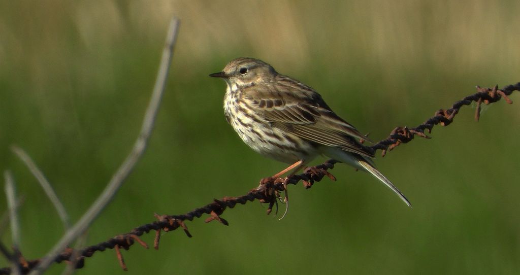 Świergotek łąkowy (Anthus pratensis)