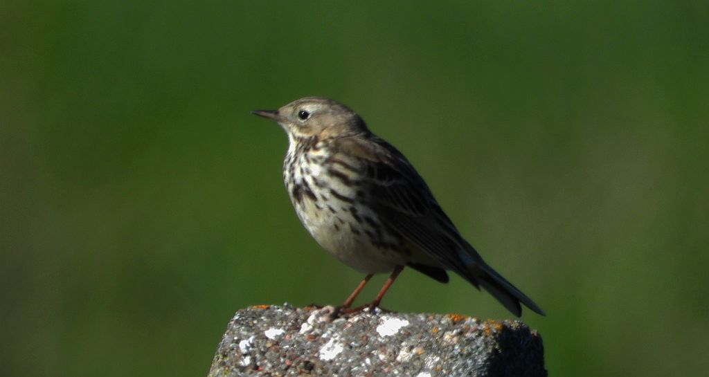 Świergotek łąkowy (Anthus pratensis)