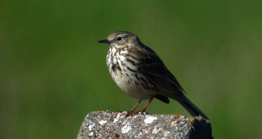 Świergotek łąkowy (Anthus pratensis)