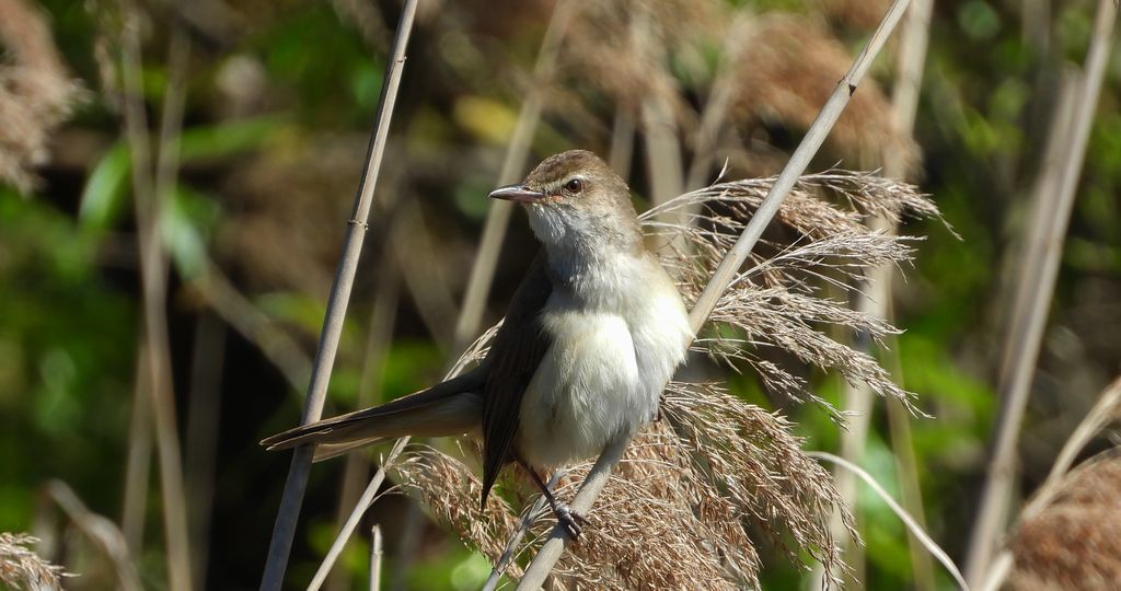 Trzciniak zwyczajny, trzciniak, trzciniak drozdówka (Acrocephalus arundinaceus)
