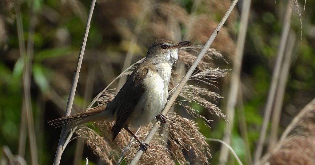 Trzciniak zwyczajny, trzciniak, trzciniak drozdówka (Acrocephalus arundinaceus)