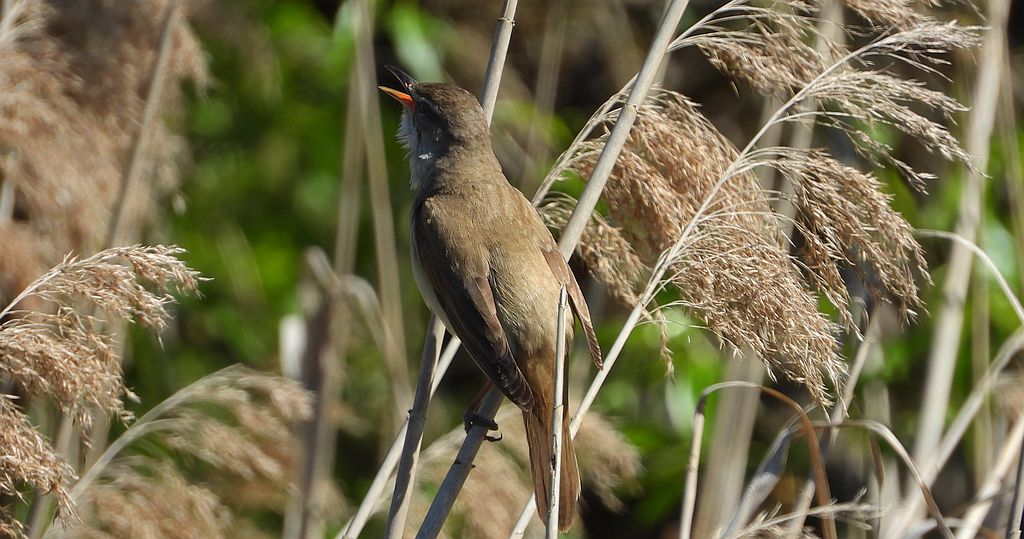 Trzciniak zwyczajny, trzciniak, trzciniak drozdówka (Acrocephalus arundinaceus)