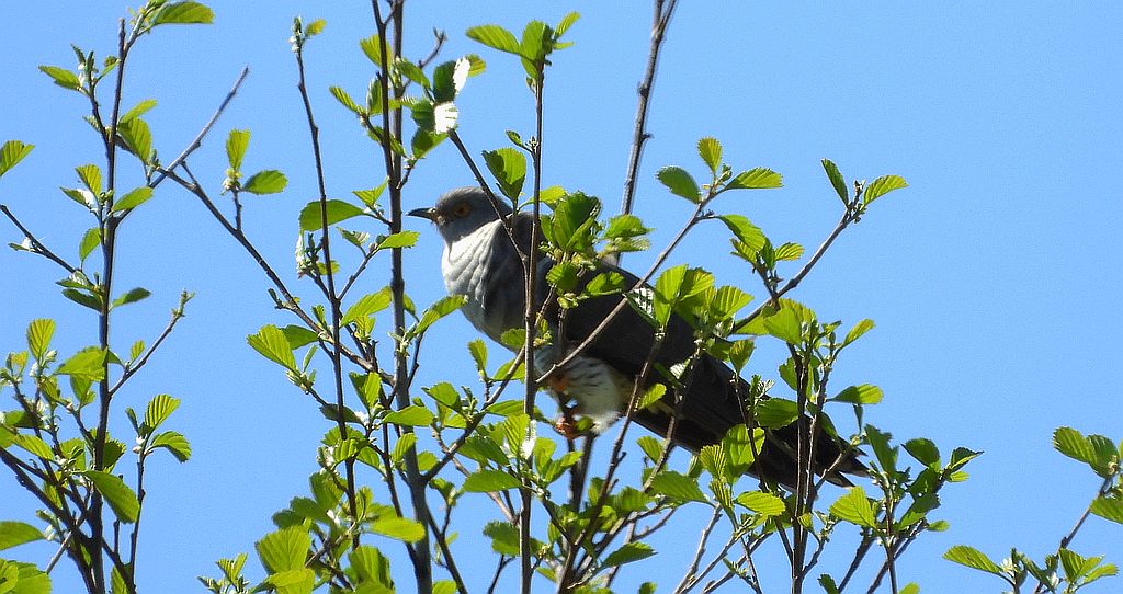 Kukułka zwyczajna, kukułka, kukułka pospolita, gżegżółka, zazula (Cuculus canorus)