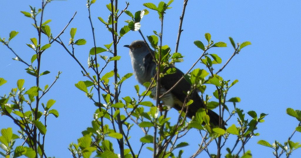 Kukułka zwyczajna, kukułka, kukułka pospolita, gżegżółka, zazula (Cuculus canorus)