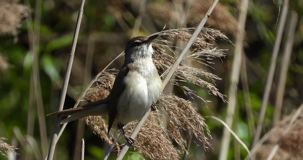 Trzciniak zwyczajny, trzciniak, trzciniak drozdówka (Acrocephalus arundinaceus)