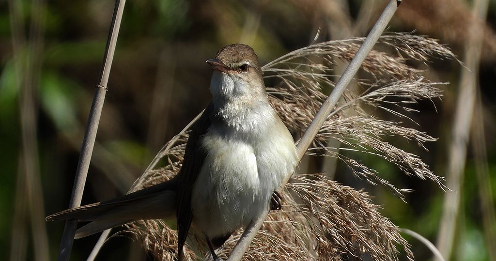 Trzciniak zwyczajny, trzciniak, trzciniak drozdówka (Acrocephalus arundinaceus)