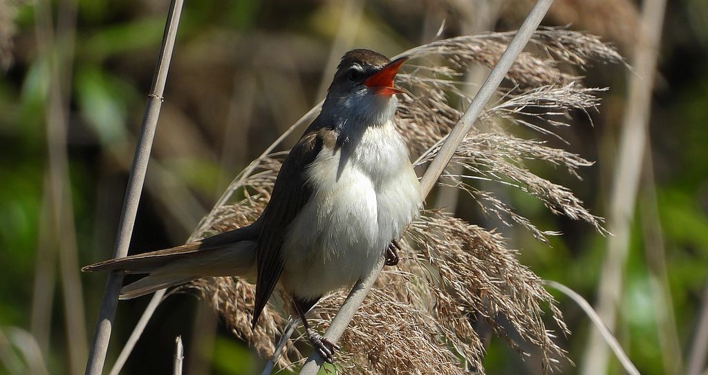 Trzciniak zwyczajny, trzciniak, trzciniak drozdówka (Acrocephalus arundinaceus)