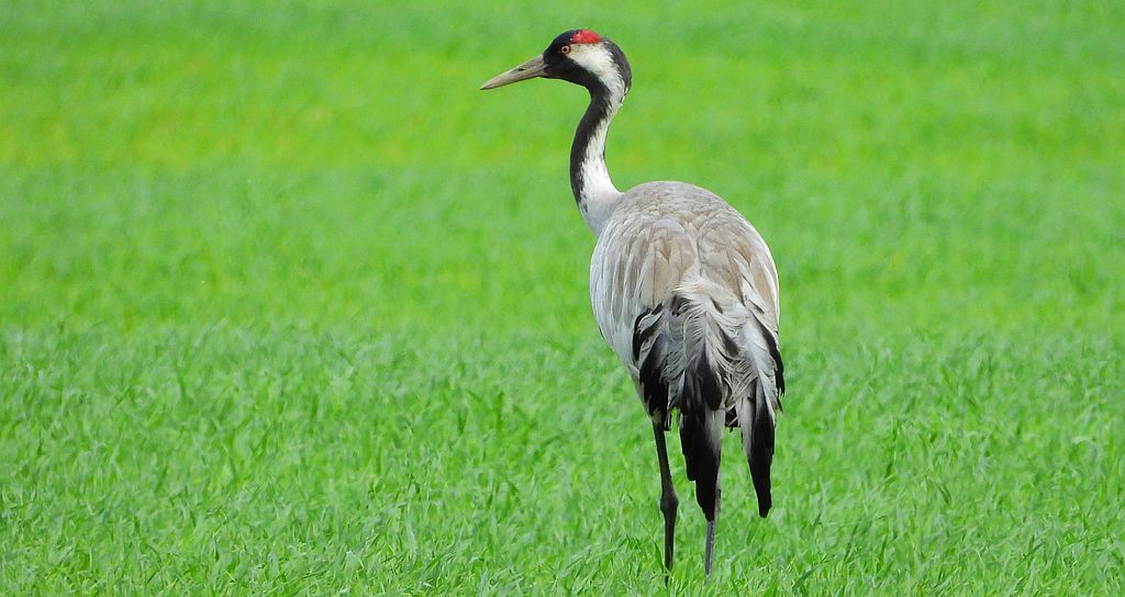 Żuraw zwyczajny, żuraw, żuraw popielaty, żuraw szary (Grus grus)