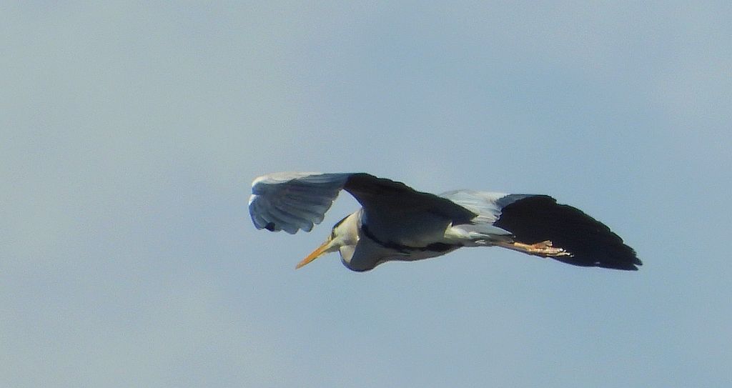 Czapla siwa (Ardea cinerea)