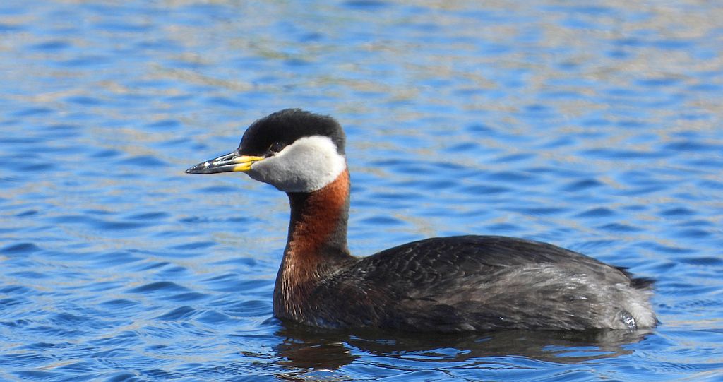Perkoz rdzawoszyi (Podiceps grisegena)
