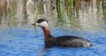 Perkoz rdzawoszyi (Podiceps grisegena)