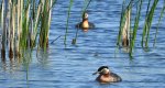 Perkoz rdzawoszyi (Podiceps grisegena)