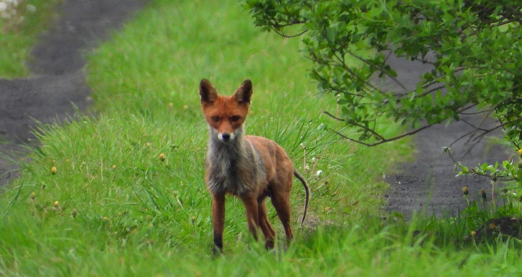 Lis rudy, lis pospolity (Vulpes vulpes)