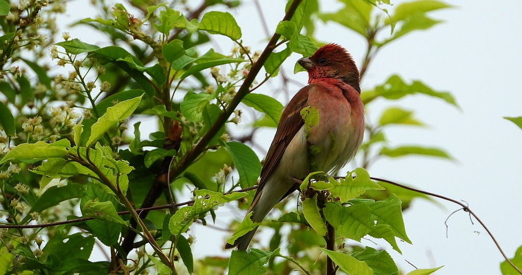 Dziwonia zwyczajna, dziwonia (Erythrina erythrina) )