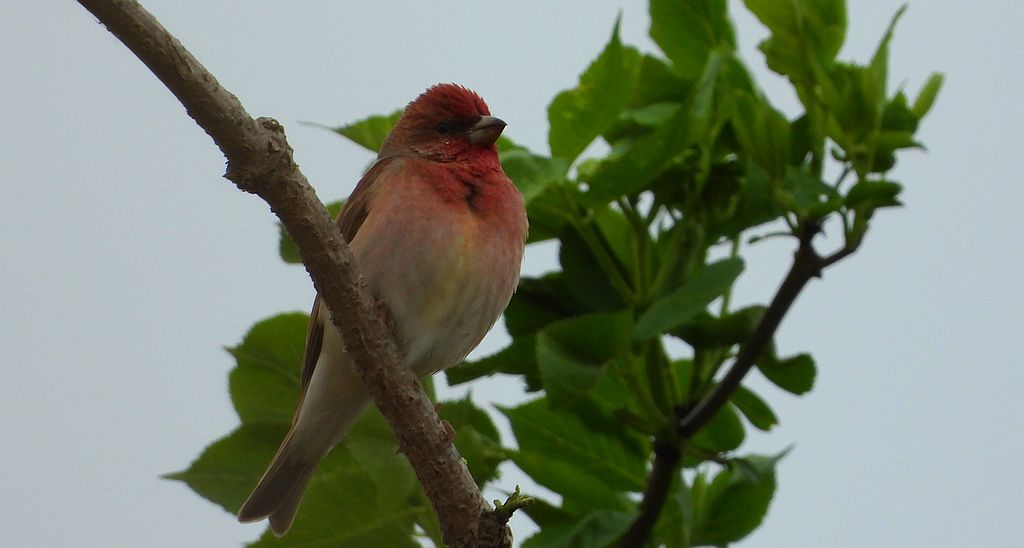 Dziwonia zwyczajna, dziwonia (Erythrina erythrina)