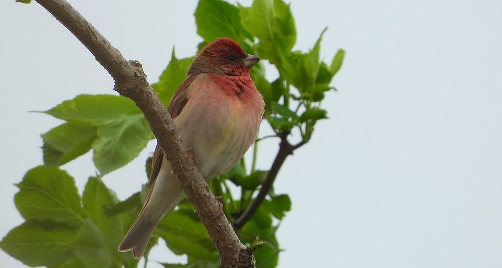 Dziwonia zwyczajna, dziwonia (Erythrina erythrina)
