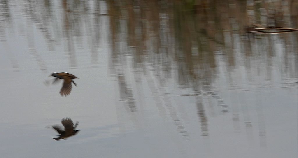 Zielonka, kureczka zielonka (Zapornia parva)
