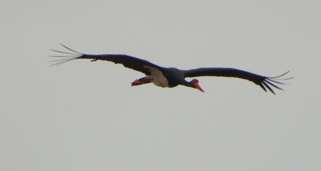 Bocian czarny, hajstra (Ciconia nigra)