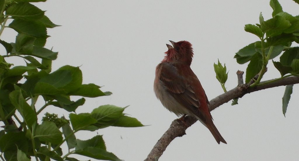 Dziwonia zwyczajna, dziwonia (Erythrina erythrina)